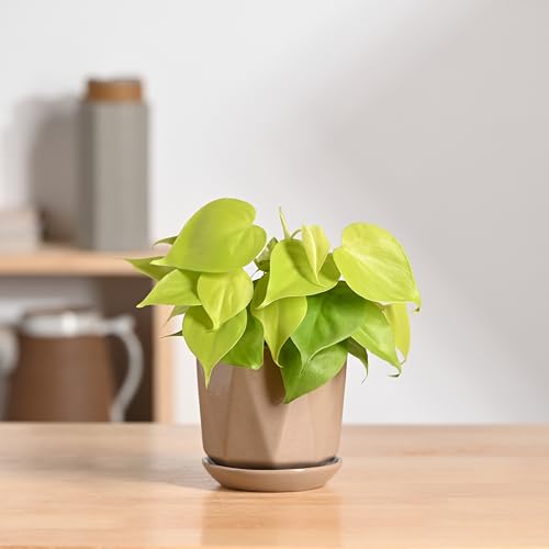 Image of UGAOO Diamond Ceramic Flower Pot for Indoor Plants, 4 Inch - Curtain Brown
