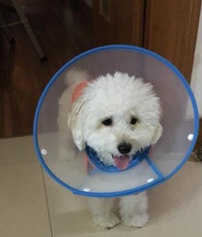 Pet Plastic Clear Cone Recovery E-Collar with Dots Design Soft Edge for Small Dogs &amp; Cats (Medium, Blue)