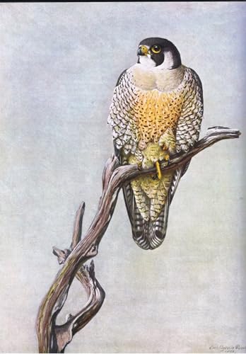 Tableau Duck Hawk par Fuertes d'art nordique en toile 60x90cm