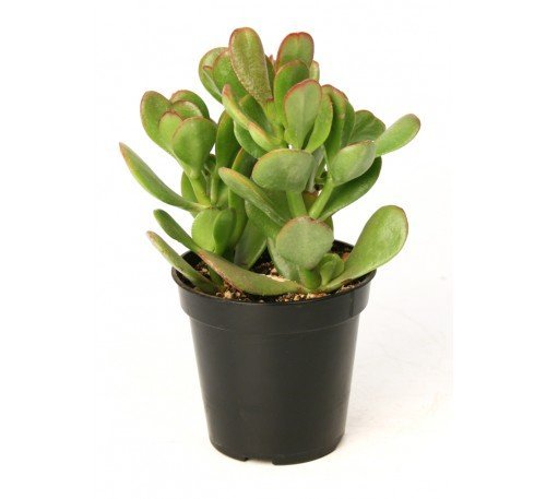 See full amazon price history chart for Green Nurseries Crassula Ovata Green Nurseries Crassula Ovata (B07DMM8ZCK) Amazon Price History, Amazon Price Tracker