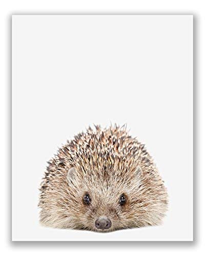 Crystal Canvas Baby Woodland Animals Poster Prints - Set Of 6 (8X10) Adorable Furry North American Portraits Wall Art Nursery Decor - Owl - Deer - Bunny - Raccoon - Hedgehog - Fox #TOP6