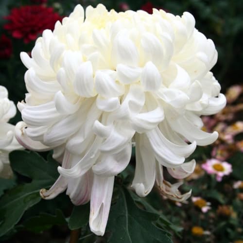 kiskick 100 Pezzi Semi di Piante di Fiori di crisantemo Bianco Giardino Domestico Bonsai Balcone Arredamento Giardino Confezione Semi di Erbe per piantare e all'aperto Semi di Crisantemo 100pcs