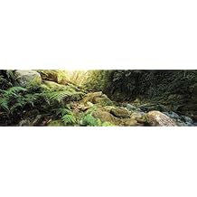 Galapagos 05400 Terrarium Background Clings, 11.125" x 36", Woodland