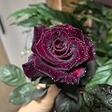100+ PCS Flower Seed Black Red Rose Ambizu New True Blood Black Rare Roses Seeds