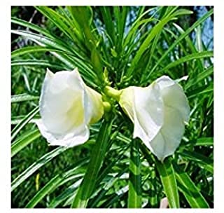 See full amazon price history chart for Hari Giver Garden Live White Kaner-Nerium oleander Flower Plant With Black Pot Hari Giver Garden Live White Kaner-Nerium oleander Flower Plant With Black Pot (B09GNRRHSS) Amazon Price History, Amazon Price Tracker
