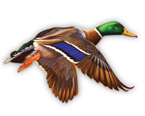 Gt Graphics Express Mallard Duck - 12" Vinyl Sticker Waterproof Decal #TOP5