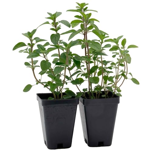 2 Common Oregano (Origanum vulgare) | Edible, Aromatic Perennial Herb with Fragrant Leaves and Spreading Growth Habit | 3.5” Nursery Cubes, Ready-to-Plant Live Starter Plants