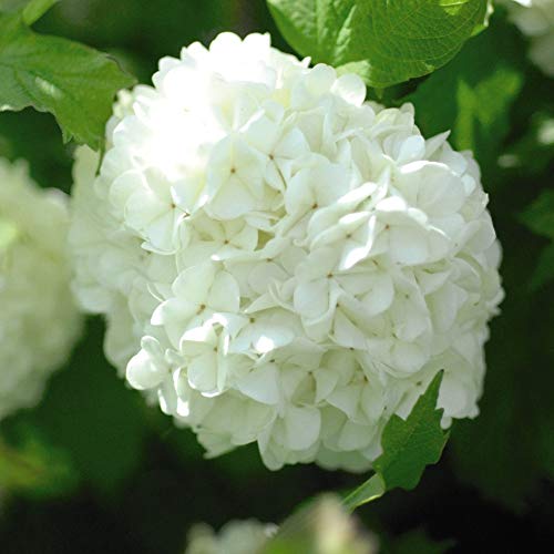 Viburnum ‘Roseum’ Large Hardy Outdoors Potted Flowering Garden Shrubs Snowball Tree Flowers for The Border or Patio Pots, 2 x Viburnum Opulus ‘Roseum’ Shrub Plants in 3.6L Pots by Thompson and Morgan