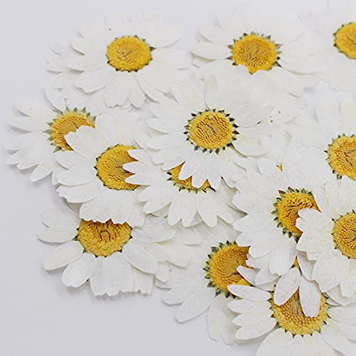Flores prensadas margarita blanca secas naturales 100 piezas miniatura 3