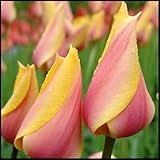 wptung Tulpenzwiebeln，Tulpen Zwiebeln，Tulpenzwiebeln Winterhart Mehrj&auml;Hrig，Tulpenzwiebeln Mehrj&auml;Hrig Winterhart, Tulpenzwiebeln Mehrj&auml;Hrig-3 Zwiebeln-F