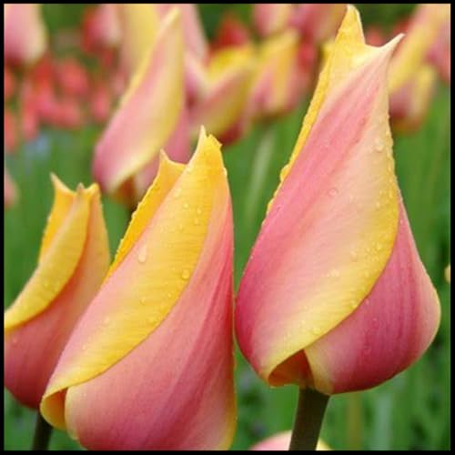 wptung TulpenzwiebelnTulpen ZwiebelnTulpenzwiebeln Winterhart MehrjäHrigTulpenzwiebeln MehrjäHrig Winterhart Tulpenzwiebeln MehrjäHrig-3 Zwiebeln-F