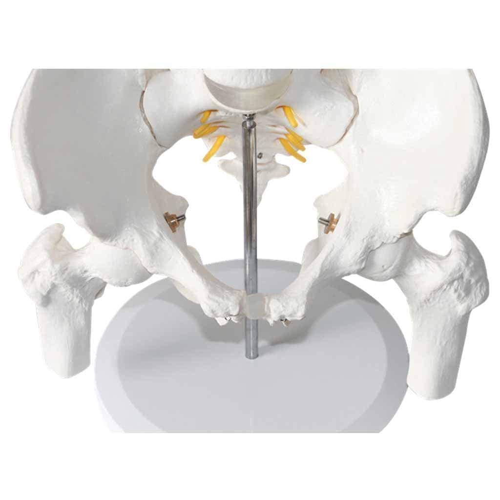 Model dydaktyczny, model anatomiczny miednicy człowieka - Model kręgosłupa lędźwiowego z kością nogi miednicy Model anatomii człowieka z pięciosegmentowym kręgosłupem lędźwiowym do pomocy w treningu m