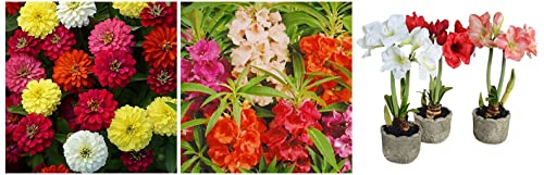 Image of Kraft Seeds Gate Garden Amaryllis Lily Flower Bulbs (Pack of 11) & Zinnia Mixed Flower Desi Seeds Summer Variety Special (Multicolour) & Balsam Double Mixed Flower Desi Seeds Summer Variety Special
