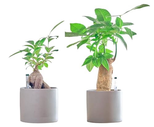  KW} pL 2_Zbg O[ 30cm ygȂ ϗtA Pi  { CeA [ICg nChJ`[ k͔|