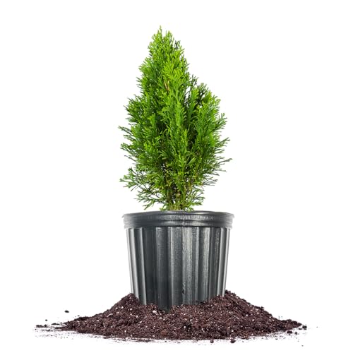 PERFECT PLANTS Emerald Green Arborvitae in 1 Gal. Grower's Pot | ...