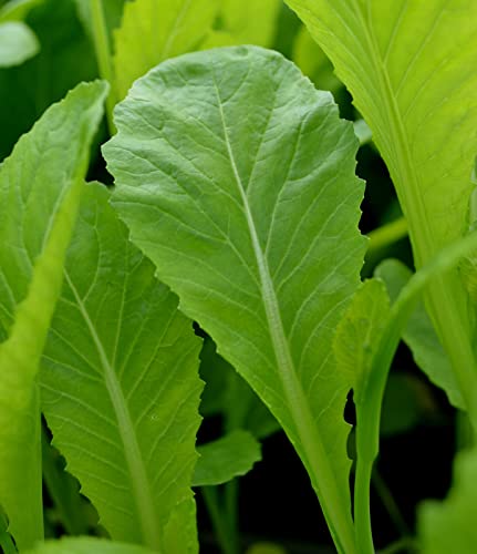Buy4seeds Vegetable Mustard Chinese Green in Snow 600 Seeds Oriental