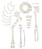 Axis Scientific Skeleton Model of a 5-Year Old Child, Half Disarticulated Skeletal Anatomy Model Includes Growth Plates, Model Secured with Magnets, Human Anatomy System Miniature, Educational Model