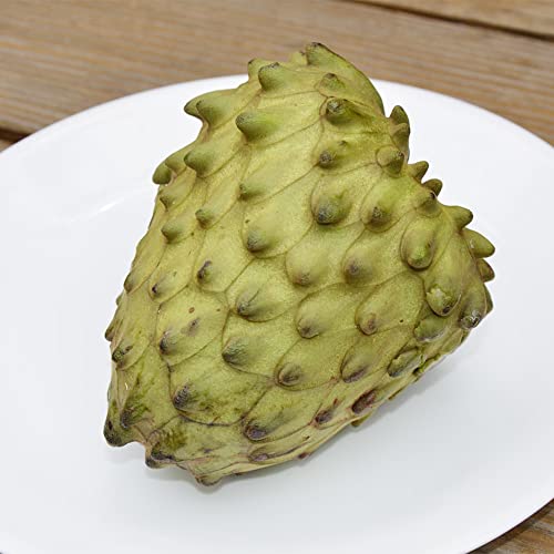 Qauzuy Garden 5 Seeds Cherimoya Custard Apple Seeds Annona Cherimola - Organic Delicious Sweet Juicy White Fleshed Tropical Exotic Fruit - Easy Grow & Harvest #TOP4