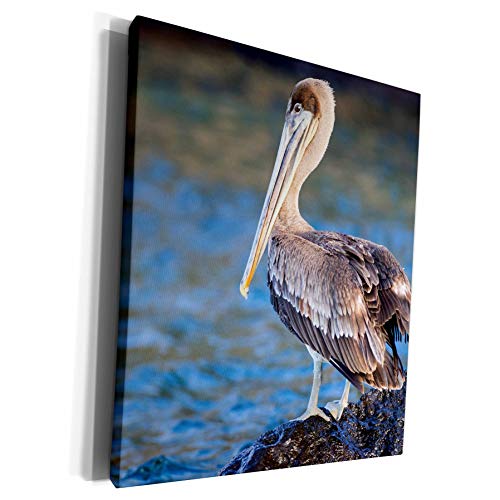 3dRose Danita Delimont - Birds - Ecuador, Galapagos, Santa Cruz, Isla Eden, brown pelican portrait. - Museum Grade Canvas Wrap (cw_258418_1)