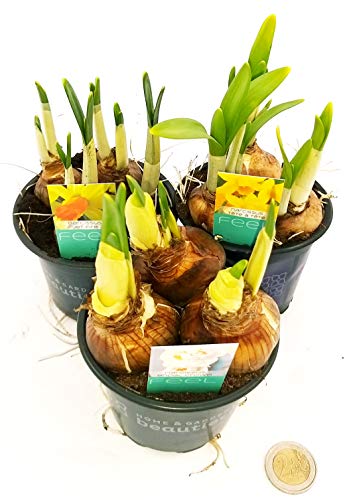 POWERS TO FLOWERS - SET 3 BULBI NARCISO, piante vere