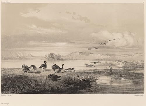 Imagen de lienzo de oies salvajes Karl Bodmer cuadro decorativo 60x90cm