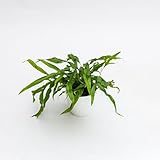 La pianta di Microsorum diversifolium è una felce d'appartamento sempreverde della famiglia delle Polypodiaceae, conosciuta anche con il nome comune di Felce canguro grazie alla forma particolare delle sue foglie, che ricordano la zampa di un canguro. Questa pianta è molto apprezzata per la sua eleganza e la sua capacità di adattarsi a vari ambienti. Originaria delle regioni tropicali e subtropicali dell'Asia e dell'Australia, cresce spontaneamente in foreste pluviali e aree umide, ma si adatta perfettamente anche come pianta da appartamento o