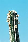 Pachycereus Pringlei - Elephant Cactus - 20 semi - NPWS