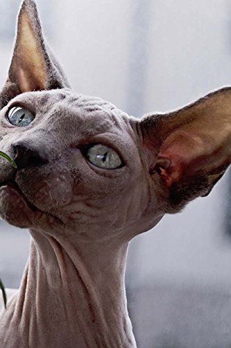 Pure Bred Hairless Blue Eyed Sphynx Cat: 150 page lined 6 x 9 notebook/diary/journal