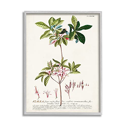 'Botanical Plant Illustration Pink Flowers'| Framed Giclee Art