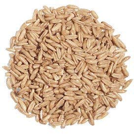 Exotic Nutrition Whole Oats 4 lb. - Healthy Supplemental Food - Natural Whole Oats for Prairie Dogs, Degus & Chinchillas