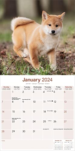 Shiba Inu Calendar 2024 | Square Dog Breed Wall Calendar - 16 Month - Image 3