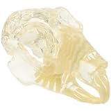 CIYODO Kaninchen-zahnmodell aus Demonstrationszahnmodell für Tierklinik Lehrmaterial für Unterricht Tierzahnmodell mit Sichtbaren Wurzeln