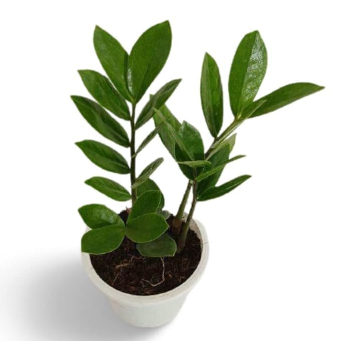 See full amazon price history chart for Greenursery Live ZZ Green Zamia Zamioculas Zamiifolia Indoor Plant For Living Room Balcony Home And Office Decoration Decor Live Plant with Beautiful Color Pots (ZZ Indoor Plant Green) Greenursery Live ZZ Green Zamia Zamioculas Zamiifolia Indoor Plant For Living Room Balcony Home And Office Decoration Decor Live Plant with Beautiful Color Pots (ZZ Indoor Plant Green) (B0D3BCKQTY) Amazon Price History, Amazon Price Tracker