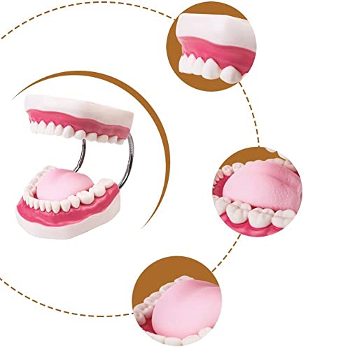 Modèle d'enseignement dentaire pour comprendre la structure des dents orales - 4