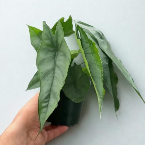 Alocasia Dragons Breathe Live Plant – Rare Dragon Breathe Alocasia