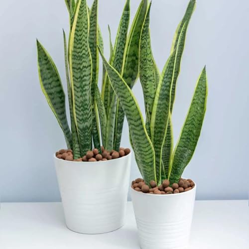 image for Halatool 2 LB Natural Expanded Clay Pebbles for Plants 4mm-16mm Clay B