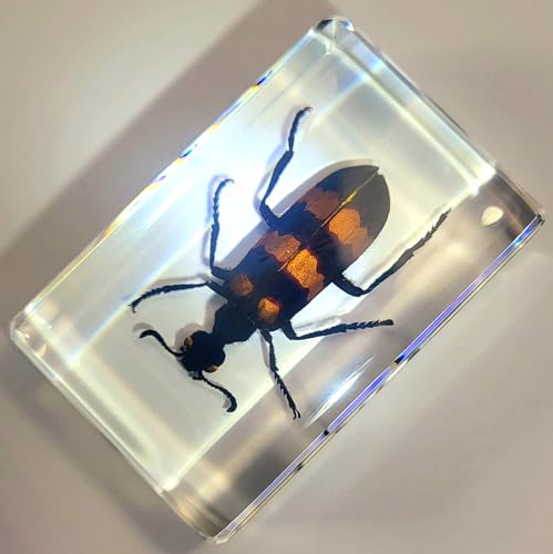 Image of 44mm Real Blister Beetle in Crystal Clear Lucite Resin Specimen Preserved Insect Bugs Taxidermy Crafts Collection for Biology Science Education & Desk Ornament Display Supplies