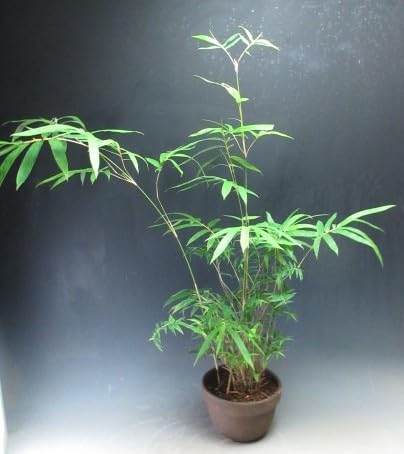 Amazon｜矢竹の鉢植え【現品】(3089)｜観葉植物 オンライン通販
