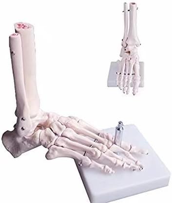 BoNew Human Anatomical Skeleton Foot Model Life Size