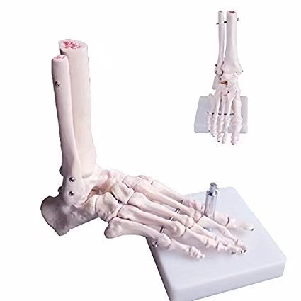 BoNew Human Anatomical Skeleton Foot Model Life Size