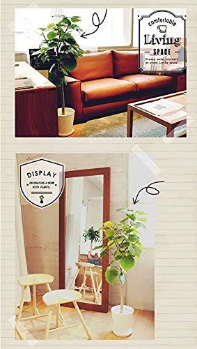 Amazon｜ノーブランド品 フィカス・ウンベラータ 8号 セラアート鉢