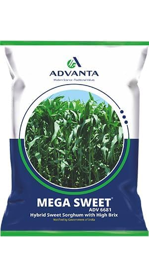 Mega Sweet Hybrid Sweet Sorghum Seeds, ADV-6681 1 kg + Gloves For Plants-image-32