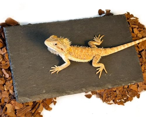 Gxsdj Reptile Basking Platform 7.9x3.9 Bearded Dragon Basking Slate Rock with Bark Substrate Tortoise Rock Plate Feeding Dish Resting Climbing Tank Accessories for Lizards Snakes Turtles Gec