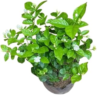 Sambac Jasmine Live Plant Frangant Jasmine Shurb White Jasmines Flowers Bush Plant 5-7 Inch Tall in 3 Inch Pot