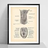 Vintage Vagina Druck Weibliche Geschlechtsorgane Vintage Anatomie Poster Fortpflanzungssystem Harnsystem Druck Gynäkologie Kunst Gynäkologe A1 30X40Cm Kein Rahmen