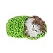 Coolayoung 7Pcs Sleeping Cat in Slipper Doll Toy, Mini Kitten in Shoe with Meows Sounds Decor Hand Toy Gift for Kids Boys Girls