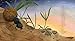 In the Desert (Paws, Fins, Feathers, Claws)