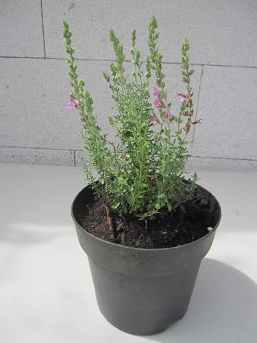 Katzengamander - Teucrium marum - Katzenthymian