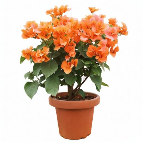 Double Petal Yellow Bougainvillea Spectabilis Live Plant Seedlings 5-8 inch Tall, Perfect for Home & Garden Decor