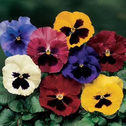 Green World F1 PANSY BLOTCH MIXED FLOWER SEEDS FOR KITCHEN GARDENING (20 seeds) (B09KY5PQZP) Amazon Price History, Amazon Price Tracker